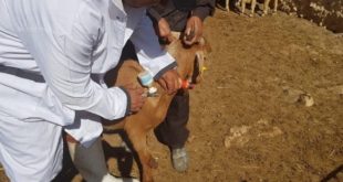 Vaccination contre la clavelée : L’opération serait-elle compromise dans la région de Casablanca ?