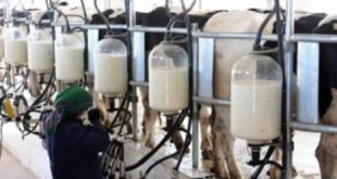 Ramadan : Les produits d’origine animale disponibles en quantités suffisantes