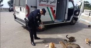L’image du jour : Un policier marocain vole au secours de chats errants
