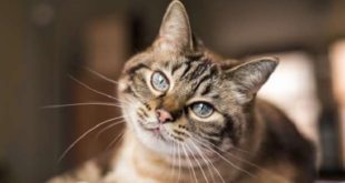 Un chat positif au coronavirus pour la 1er fois en France