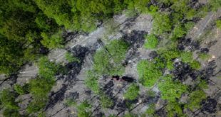 Bogota | La Colombie a perdu plus de 6,7M ha de forêts