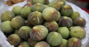 La récolte des “figues” démarre à Taounate