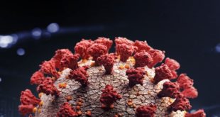 Coronavirus | De puissants anticorps identifiés par des chercheurs américains