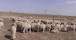 Aïd Al Adha | Le mouton envers et contre Covid-19 ?