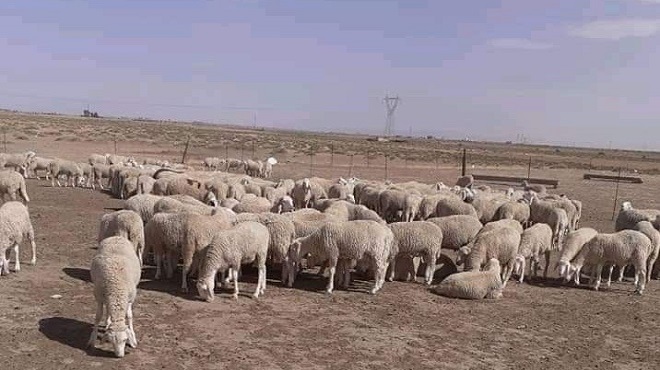 Aïd Al Adha | Le mouton envers et contre Covid-19 ?
