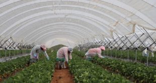 Rapatriement à partir de samedi des saisonnières marocaines travaillant à Huelva