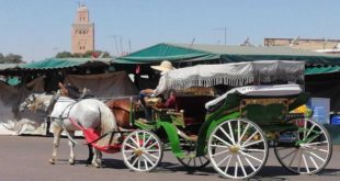 Les Cochers De Marrakech Agonisent En Silence