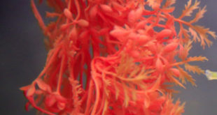 Varwwwvhostslereporter.mahttpdocswp Contentuploads202011echocorail Rouge 1.jpg