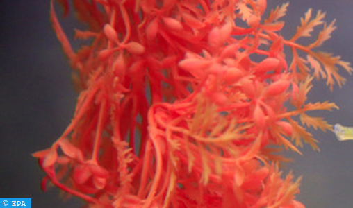 “Marjane” | Le corail rouge dans l’espace maritime national | Le ...