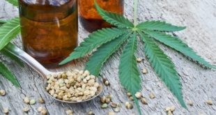 graines extraites du cannabis