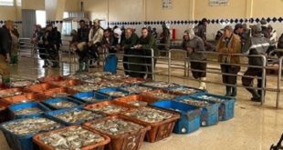 Maroc Espagne Crise,pêche au poulpe,Dakhla