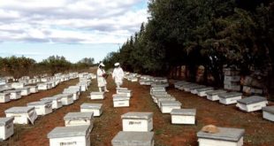 Apiculture,abeilles,Maroc,ONSSA