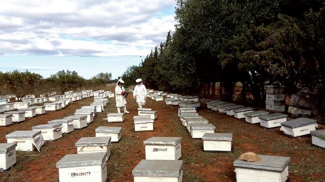 Apiculture,abeilles,Maroc,ONSSA