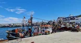 Sardiniers,M’diq,Saîdia,dauphin noir,pêche pélagique,Fnideq