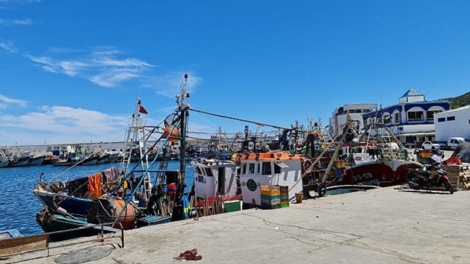 Sardiniers,M’diq,Saîdia,dauphin noir,pêche pélagique,Fnideq