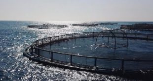 Aquaculture,ANDA,projets aquacoles,Dakhla-Oued Eddahab