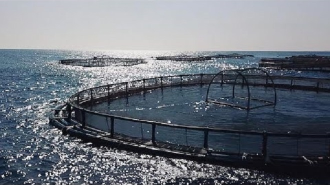 Aquaculture,ANDA,projets aquacoles,Dakhla-Oued Eddahab