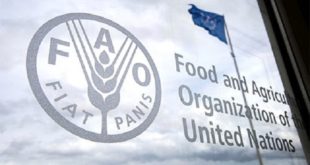 Sécurité alimentaire,Maroc,FAO,Afrique