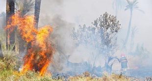 Tétouan,incendie de forêt,Bni Idder,Maroc