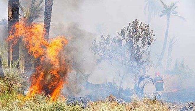 incendie de forêt,Béni Mellal,feux de forêts,Maroc