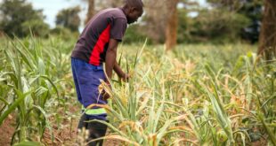 niger:-la-campagne-agricole-2023-2024-deficitaire-a-39%