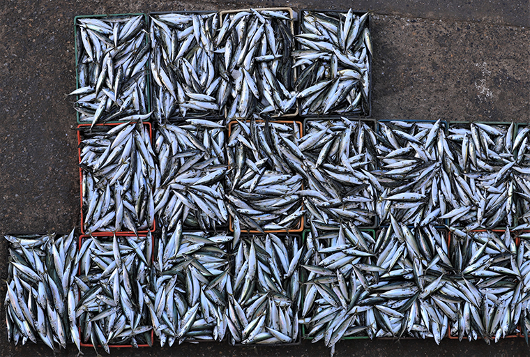 port-d’essaouira-:-les-debarquements-de-la-peche-cotiere-et-artisanale-en-forte-hausse-en-janvier-(onp)