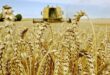 Campagne agricole 2024-2025 | La récolte céréalière prévue à 44 Mqx