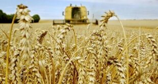 Campagne agricole 2024-2025 | La récolte céréalière prévue à 44 Mqx
