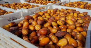 A Erfoud, la dynamique commerciale au marché de gros des dattes prend de l’ampleur