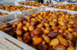 A Erfoud, la dynamique commerciale au marché de gros des dattes prend de l’ampleur