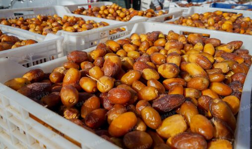 A Erfoud, la dynamique commerciale au marché de gros des dattes prend de l’ampleur