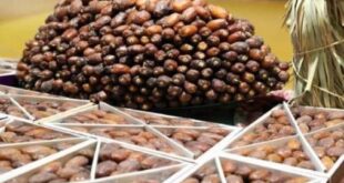 Campagne agricole 2025-2026 | La production prévisionnelle des dattes s’élève à 160.000 tonnes