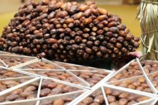 Campagne agricole 2025-2026 | La production prévisionnelle des dattes s’élève à 160.000 tonnes