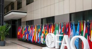L'AMCI reçoit à Rome la distinction d'excellence technique de la FAO