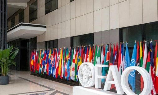L’AMCI reçoit à Rome la distinction d’excellence technique de la FAO