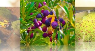 Béni Mellal | Récolte record d'olive et qualité supérieure d'huile au rendez-vous