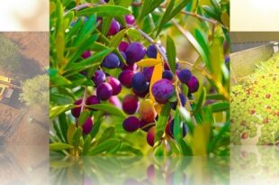 Béni Mellal | Récolte record d'olive et qualité supérieure d'huile au rendez-vous