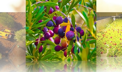 Béni Mellal | Récolte record d&rsquo;olive et qualité supérieure d&rsquo;huile au rendez-vous