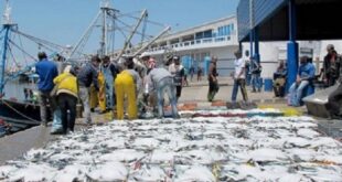 Sardine | Des mesures préventives pour stabiliser les prix avant le mois du Ramadan