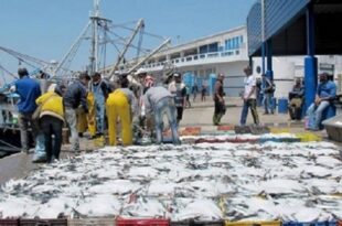 Sardine | Des mesures préventives pour stabiliser les prix avant le mois du Ramadan