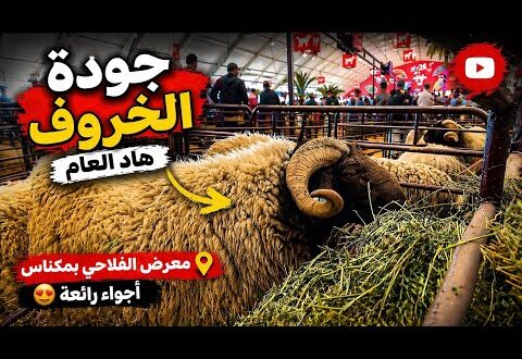 Maroc | Depuis le SIAM 2026, un éleveur rassure sur la qualité des moutons avant l’Aïd El Kebir