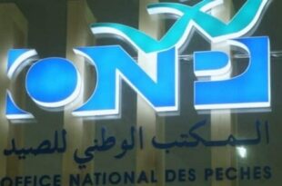 Pêche | Plus de 3,11 MMDH de produits commercialisés à fin mars (ONP)